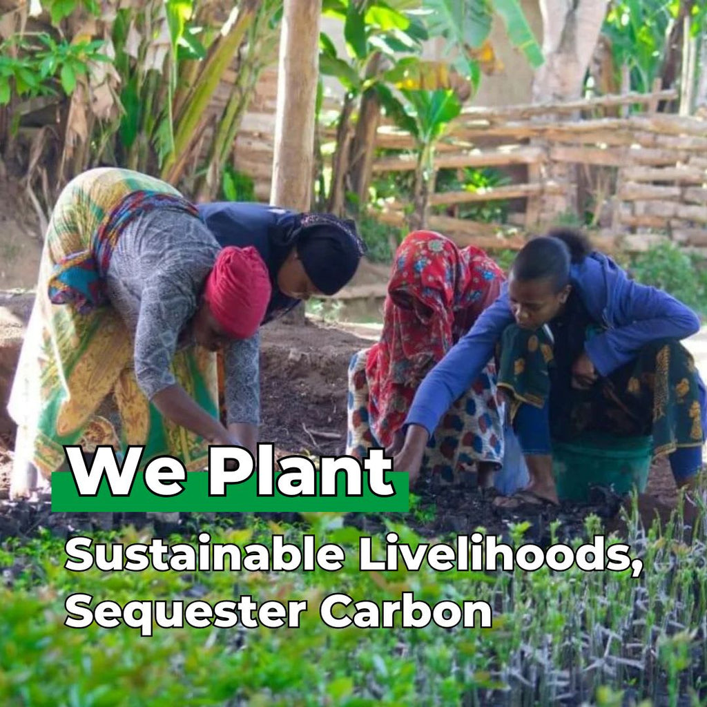 Outlaws x ForestNation - World- 50 Trees - Grow yours