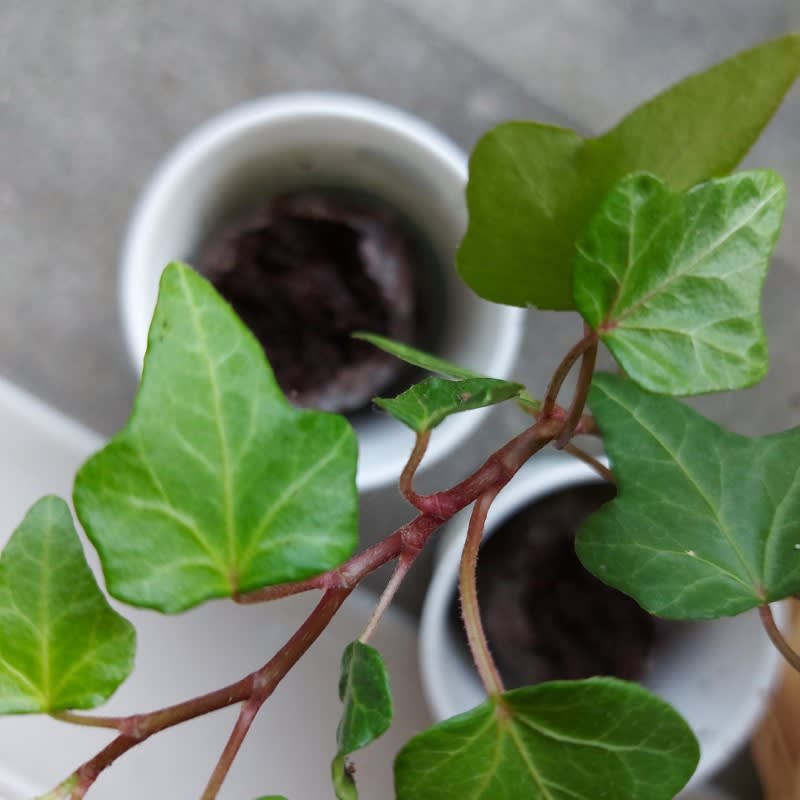 Outlaws Pack of 10 Tree Kit Cups & We Plant 100 Trees