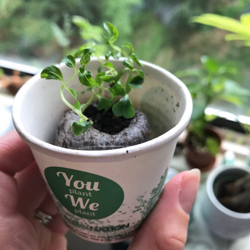 Outlaws Pack of 10 Tree Kit Cups & We Plant 100 Trees